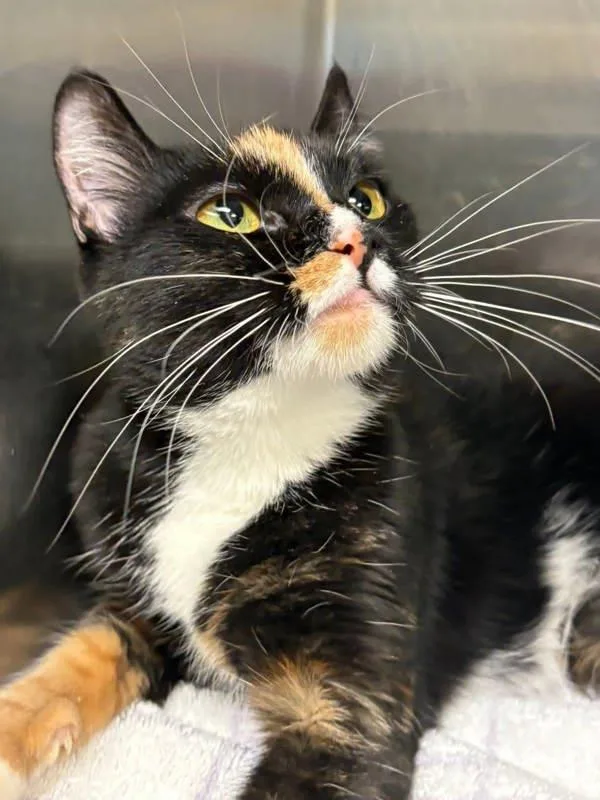 A young medium-sized female Domestic Short Hair cat named Hela for adoption in Millersville, MD