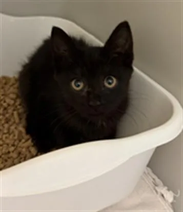 A baby medium-sized female Domestic Short Hair cat named Guacamole for adoption in Statesville, NC
