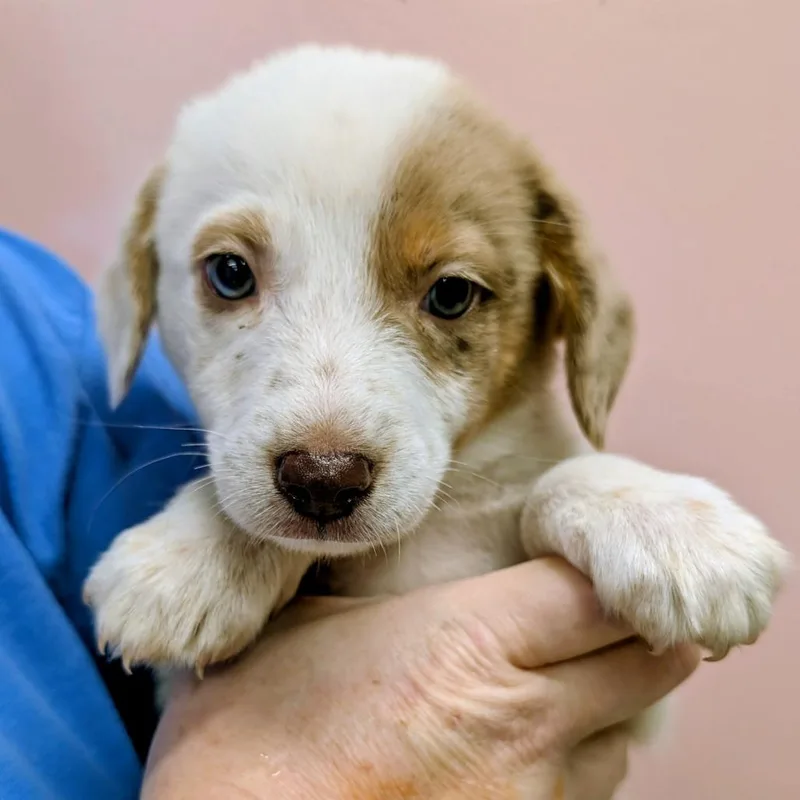 A baby small-sized male White / Cream Cattle Dog dog named Detention for adoption in Huntsville, AR
