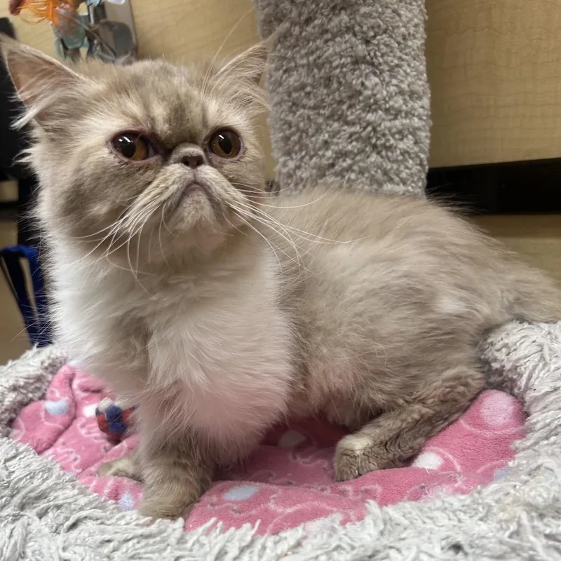 A young small-sized female Orange / Red Persian cat named Violeta for adoption in Hemet, CA