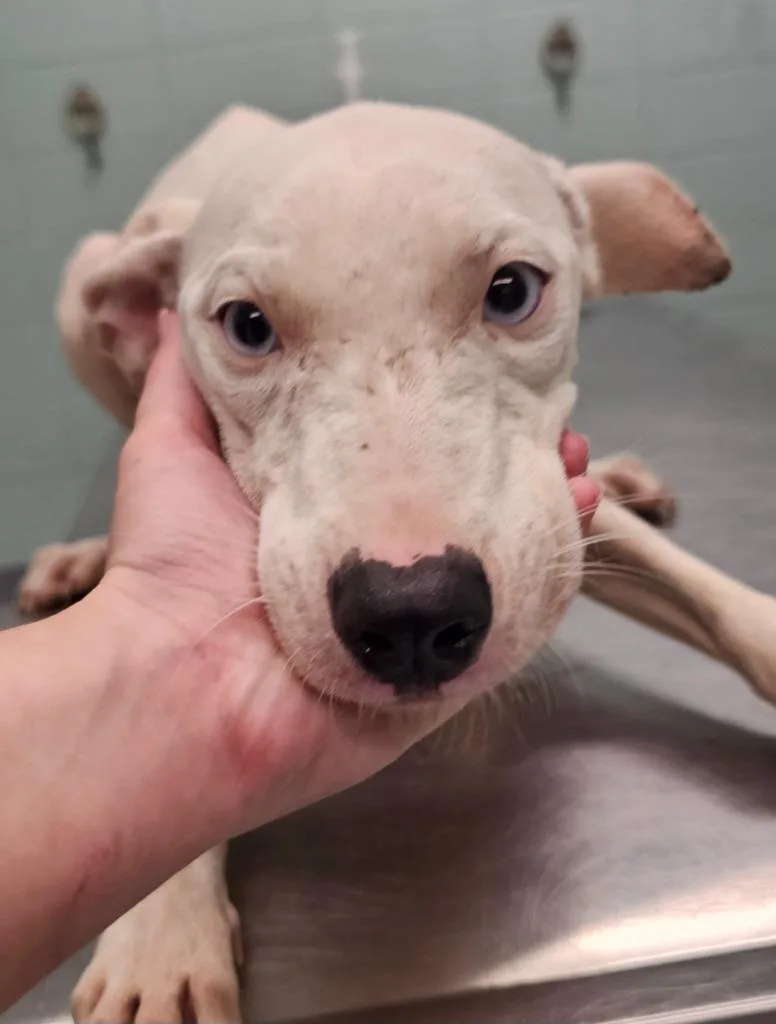 A baby medium-sized female Terrier dog named Prue for adoption in Athens, TN