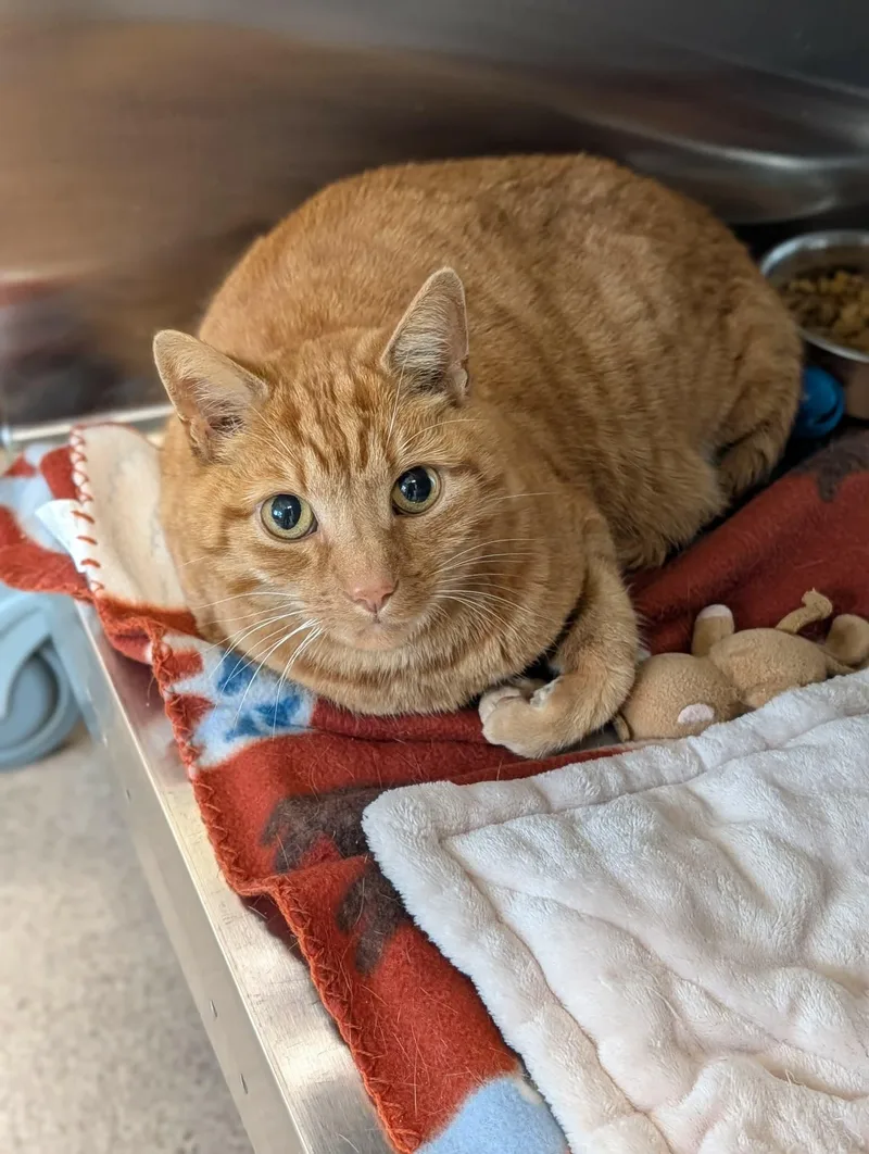 An adult medium-sized male Tabby (Orange / Red) Domestic Short Hair cat named Fir for adoption in Chambersburg, PA