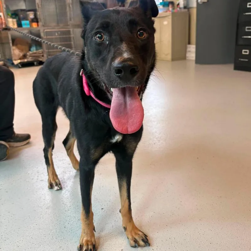 An adult medium-sized female Black Mixed Breed dog named Wyoming for adoption in Huntington, WV
