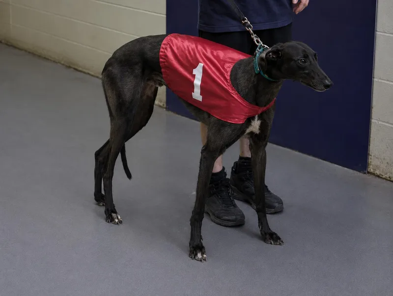 A young large-sized male Black Greyhound dog named Kelsos Crusader for adoption in Allentown, PA