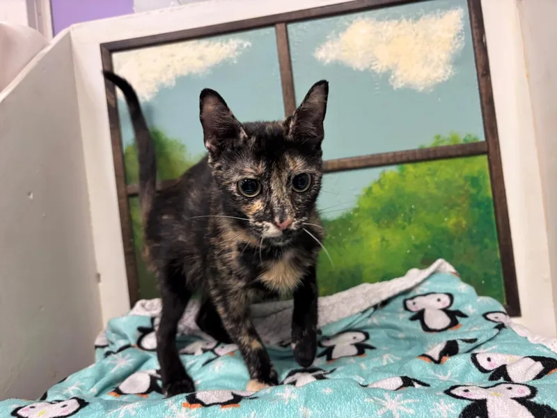 A young medium-sized female Domestic Short Hair cat named Callie for adoption in Houston, TX