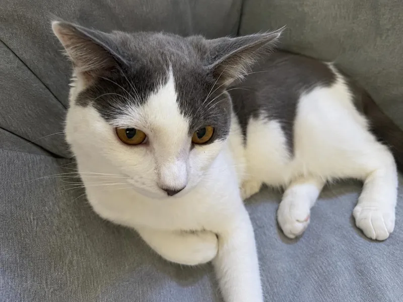 A young medium-sized male Domestic Short Hair cat named Sebastian Seabreeze for adoption in Chandler, AZ