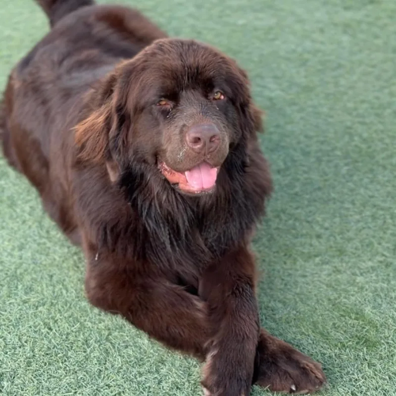 An adult extra large-sized female Brown / Chocolate Newfoundland Dog dog named Hazel A for adoption in Mission Hills, CA