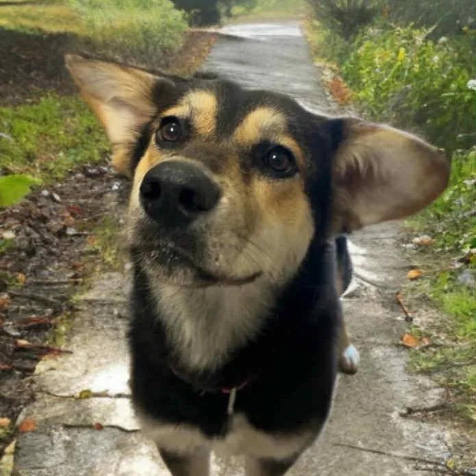 A young medium-sized female Black Shepherd dog named Smoke for adoption in Hinesville, GA
