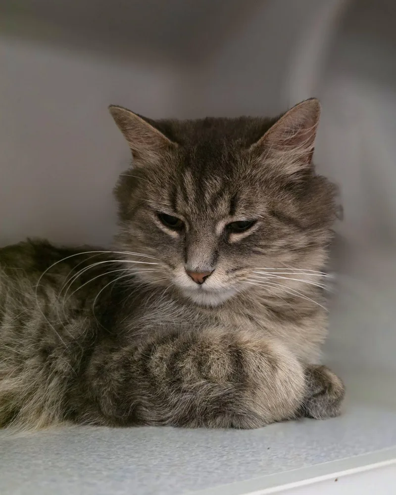 A young medium-sized female Gray / Blue / Silver Domestic Long Hair cat named Dory for adoption in Sterling Heights, MI