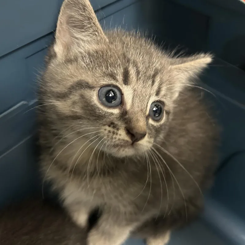 A baby small-sized male Gray / Blue / Silver Domestic Short Hair cat named Clockwork for adoption in Lynchburg, VA