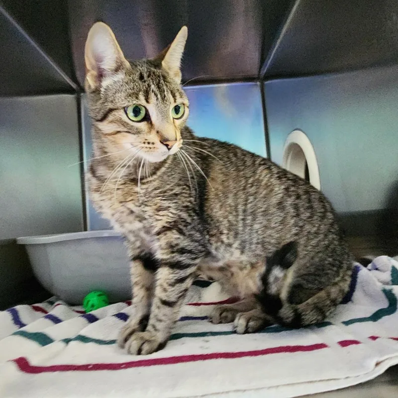 An adult medium-sized female Gray / Blue / Silver Bengal cat named Melody for adoption in Grand Rapids, MI
