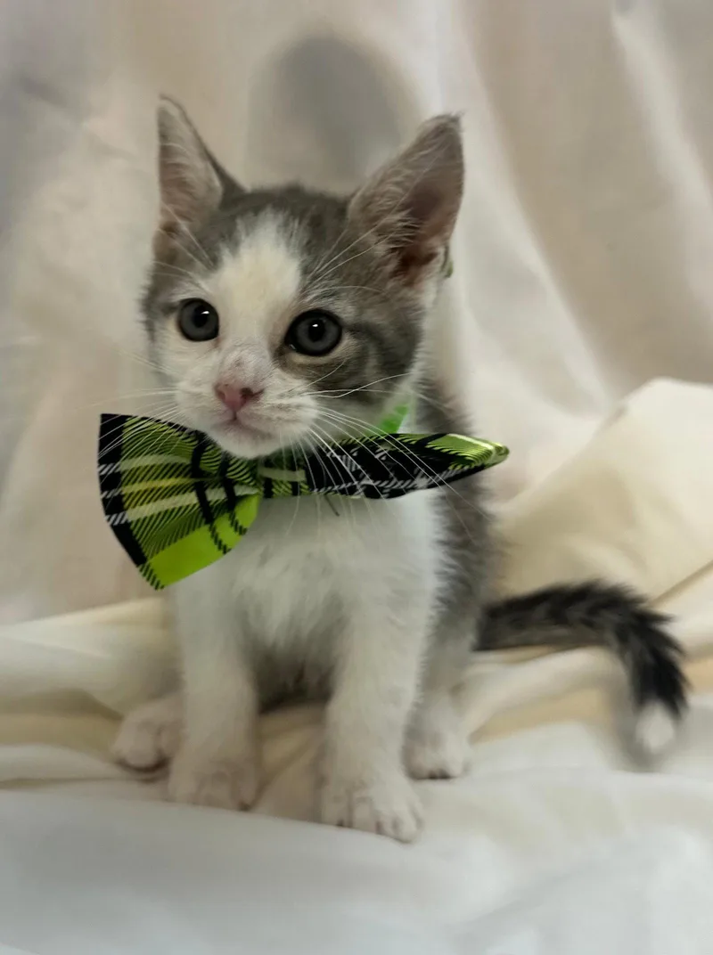 A baby medium-sized male Domestic Short Hair cat named Florence for adoption in Margate, FL