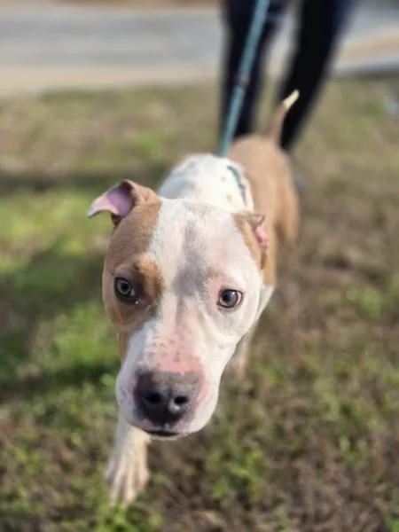 Pen  Dylan thumbnail 2