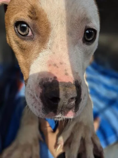 Pen  Dylan thumbnail 3