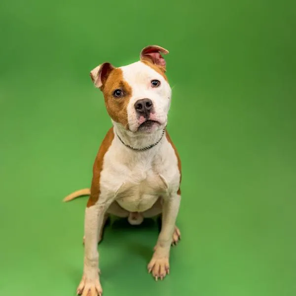 Pen  Dylan thumbnail 4