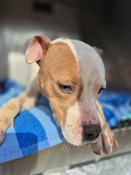 Pen  Dylan thumbnail 5