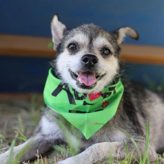 An adult small-sized male Terrier dog named Toby for adoption in San Antonio, TX