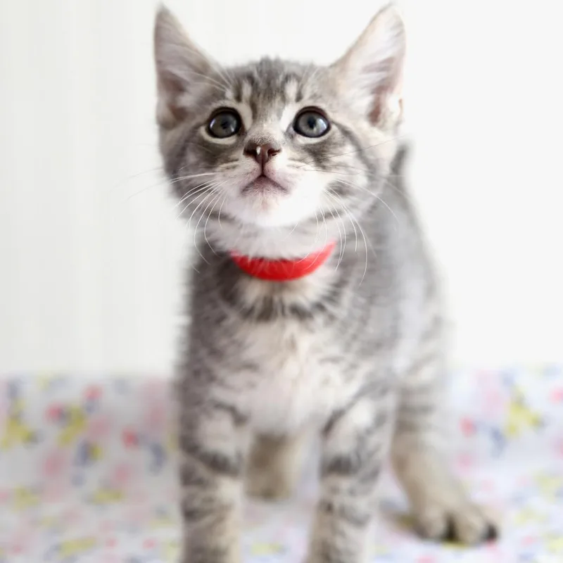 A baby small-sized male Gray / Blue / Silver Domestic Short Hair cat named Apple Jack for adoption in Keizer, OR