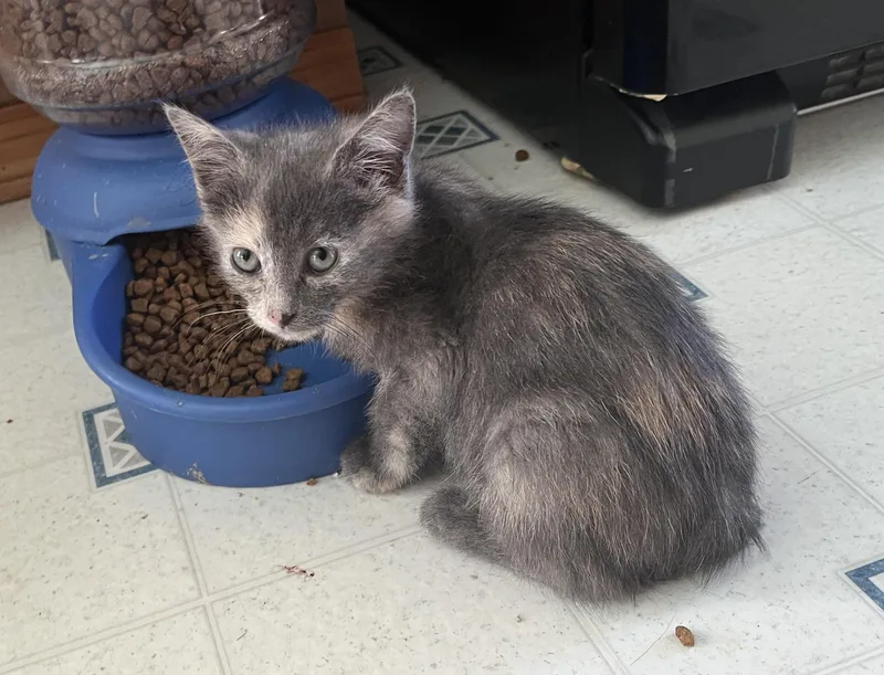 A young medium-sized female Torbie Domestic Short Hair cat named Milano for adoption in Butte, MT