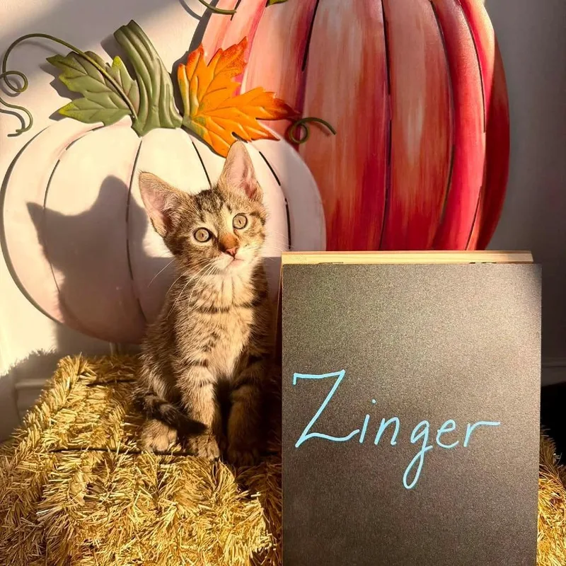 A baby small-sized male Brown / Chocolate Domestic Short Hair cat named Zinger for adoption in Carmel, IN