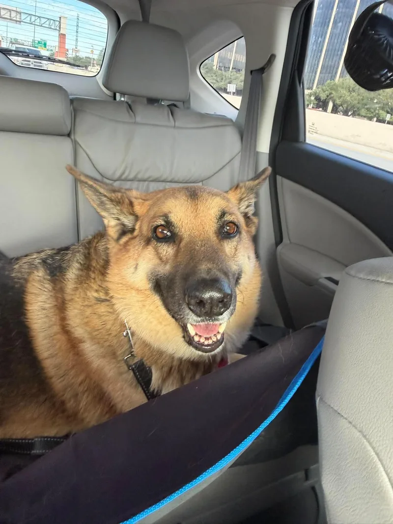 An adult large-sized male German Shepherd Dog dog named Charlie for adoption in Live Oak, TX