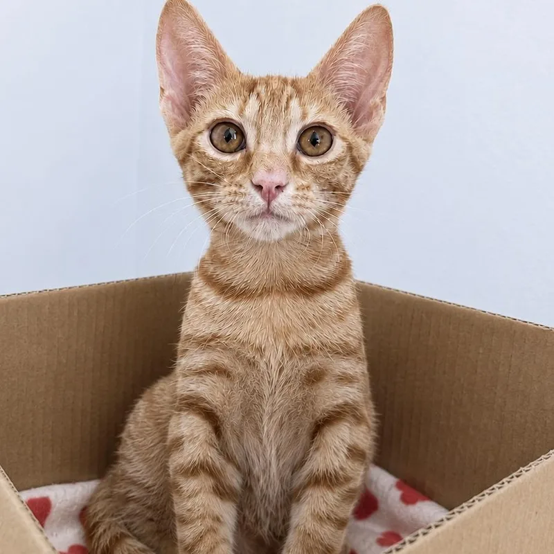 A baby small-sized male Orange / Red Domestic Short Hair cat named Mr. Edwards for adoption in Prosper, TX