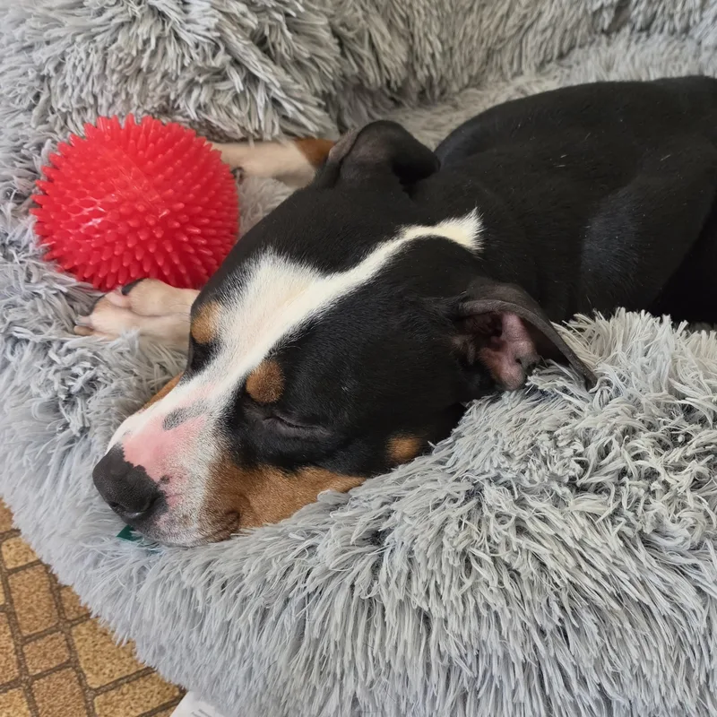 A young medium-sized female Tricolor (Brown, Black, & White) Pit Bull Terrier dog named Gemma for adoption in Eureka, IL