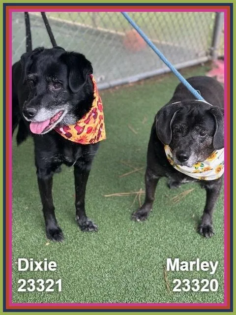 A senior medium-sized female Black Labrador Retriever dog named Marley for adoption in Marietta, GA