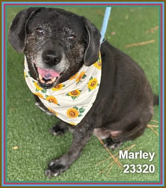 Marley thumbnail 2