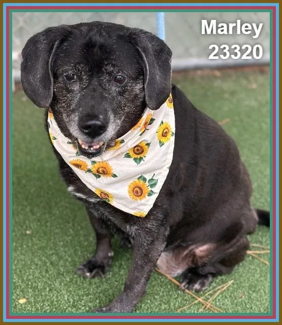 Marley thumbnail 4