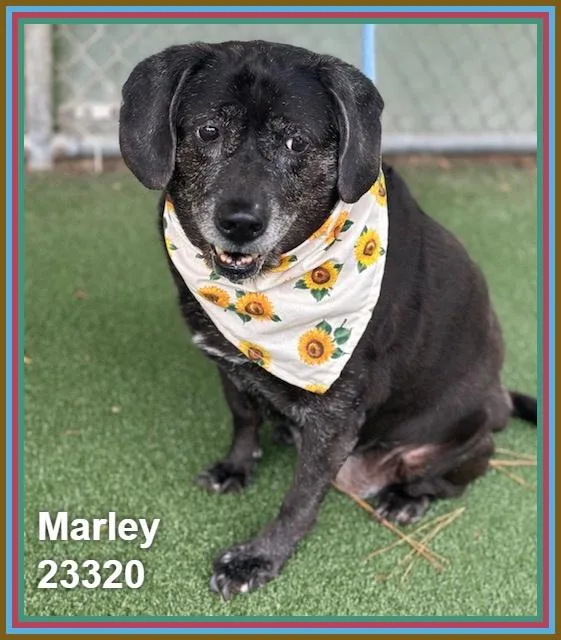 Marley thumbnail 5