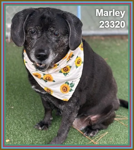 Marley thumbnail 6