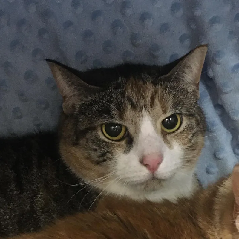 An adult large-sized female Calico Domestic Short Hair cat named Chobani for adoption in Middlebury, VT