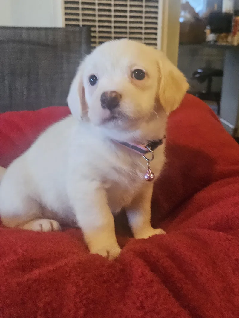 A baby small-sized female White / Cream Maltese dog named Sassy for adoption in Los Angeles, CA