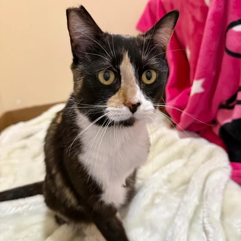 An adult medium-sized female Calico Domestic Short Hair cat named Edwina for adoption in Agoura Hills, CA