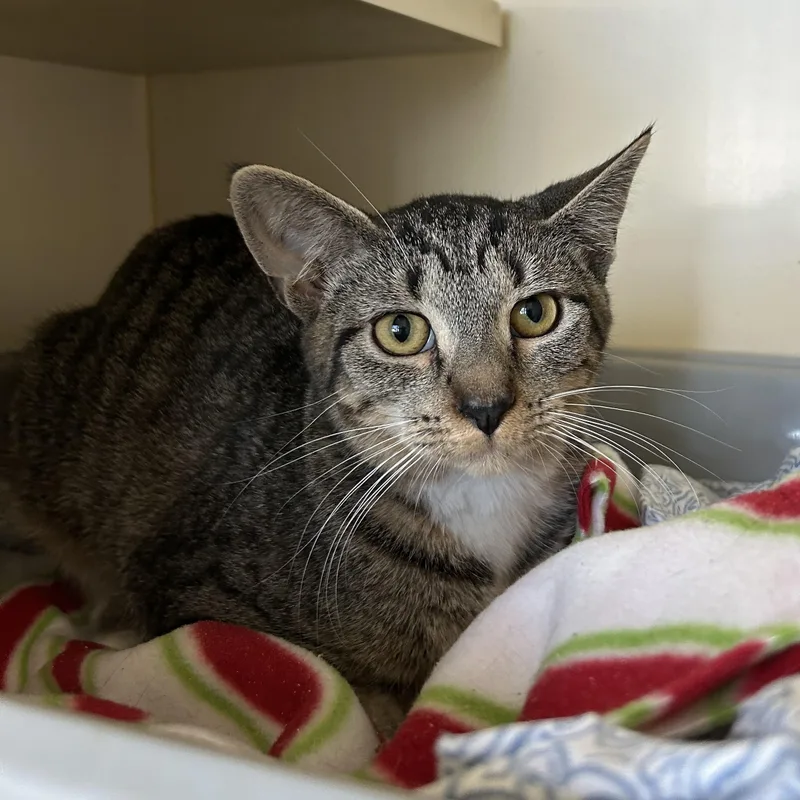 Rosiegirl thumbnail 2