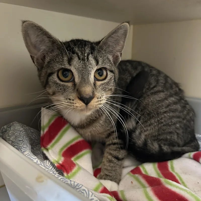 Rosiegirl thumbnail 3