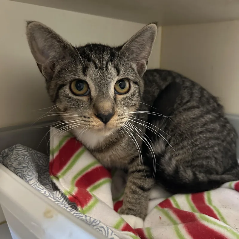 Rosiegirl thumbnail 4