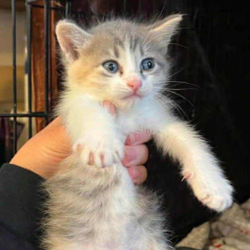 A baby small-sized female Torbie Domestic Short Hair cat named Uramaki for adoption in Stephenville, TX