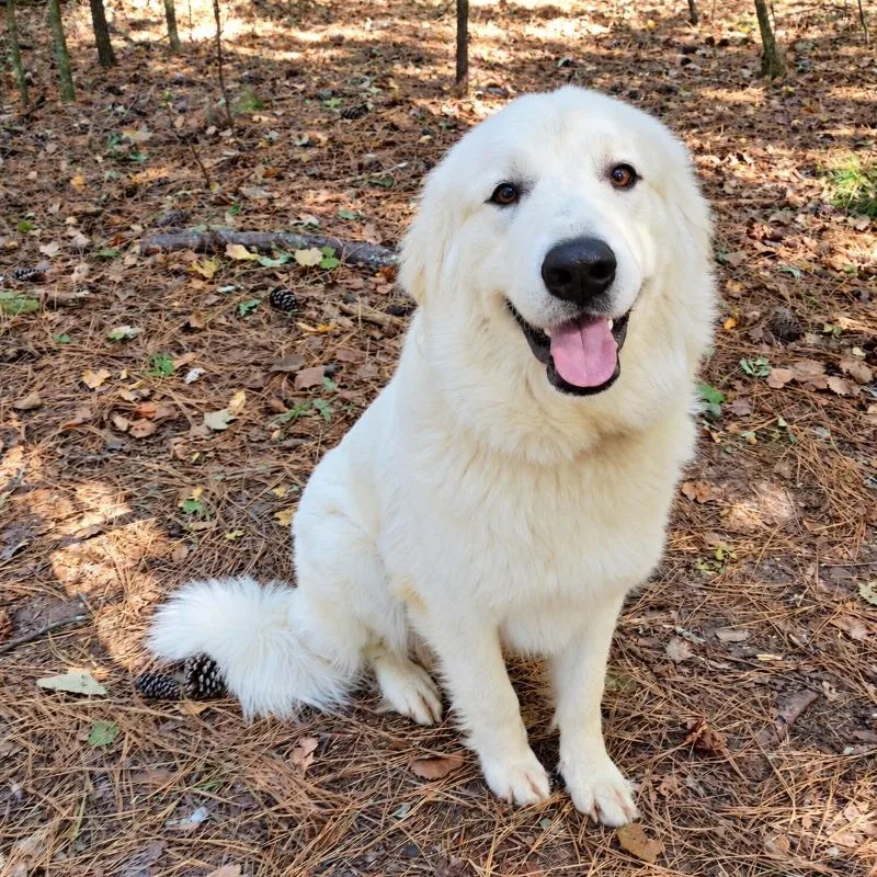 A young large-sized female Great Pyrenees dog named Dixie for adoption in Atlanta, GA