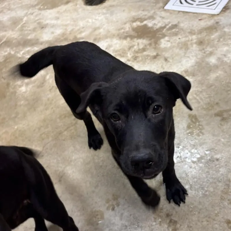 A baby medium-sized female Black Labrador Retriever dog named Rouge  U for adoption in Tupelo, MS