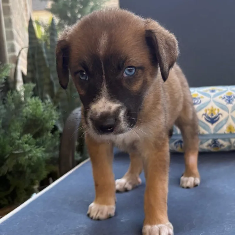 A baby medium-sized male Australian Shepherd dog named Romeo for adoption in Cordova, TN