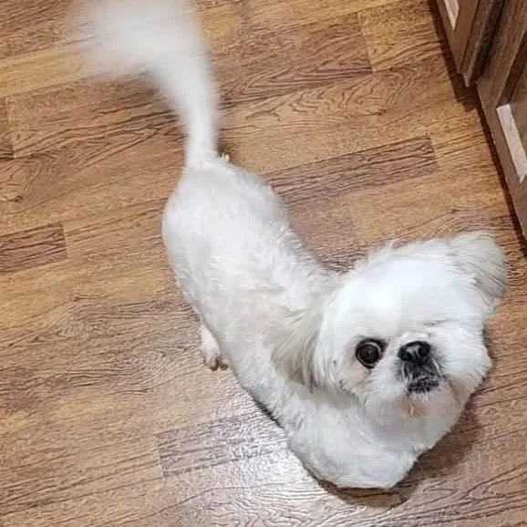 An adult small-sized female White / Cream Mixed Breed dog named Gabby for adoption in Alexandria, VA