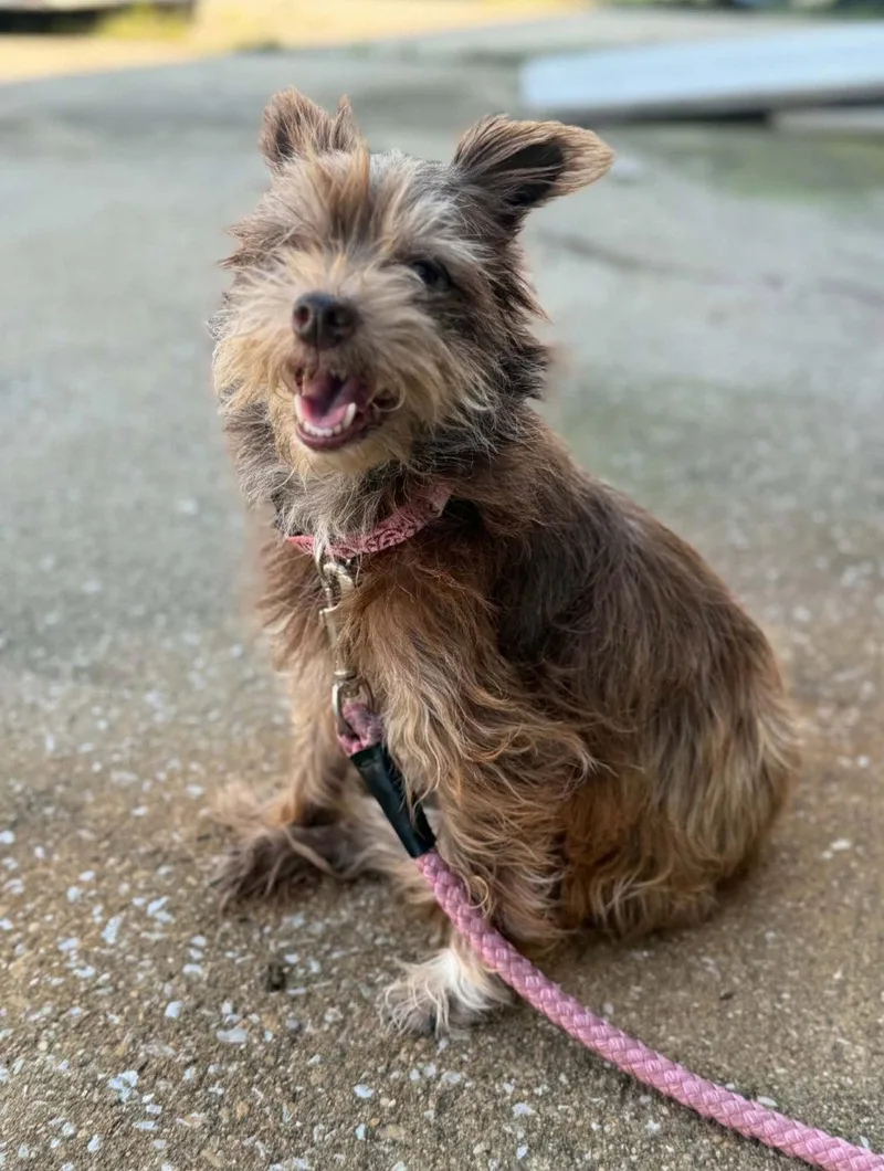 An adult small-sized female Schnauzer dog named Mae Lynn for adoption in Saunderstown, RI