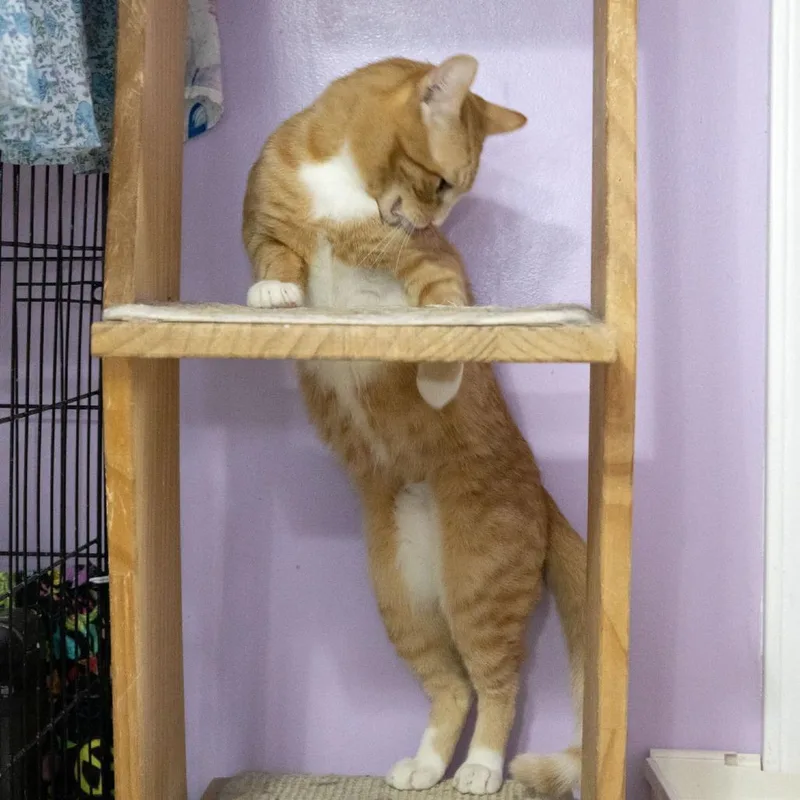 A young medium-sized male Orange / Red Domestic Short Hair cat named Scar for adoption in McKean, PA