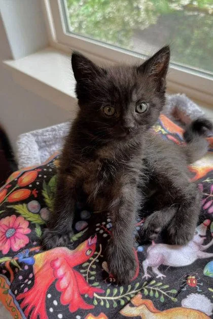 A baby small-sized female Domestic Short Hair cat named Donut for adoption in Bellevue, WA