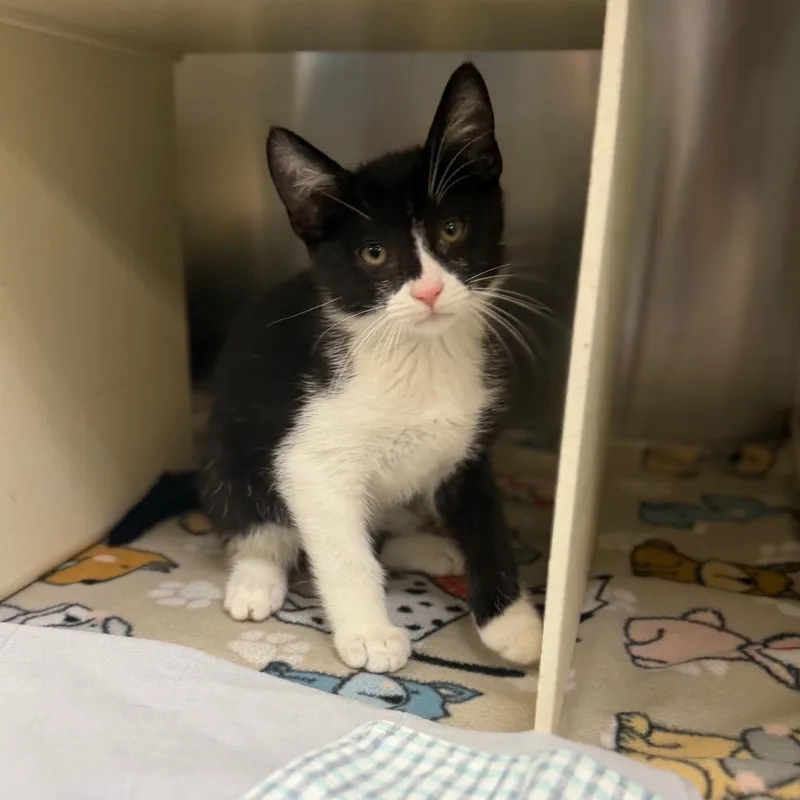 A baby small-sized male Black Domestic Short Hair cat named Chamberlain for adoption in Newark, NJ
