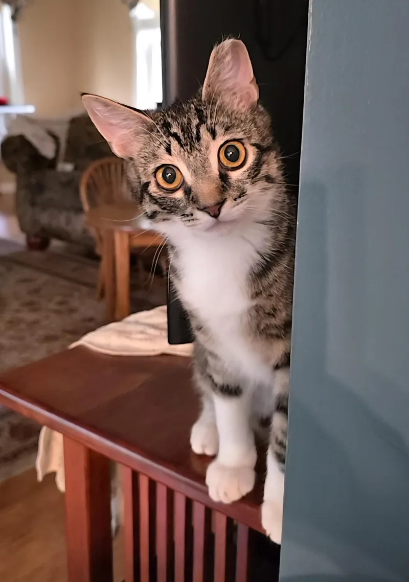 A young medium-sized male Tabby cat named Sugar for adoption in Avondale, PA