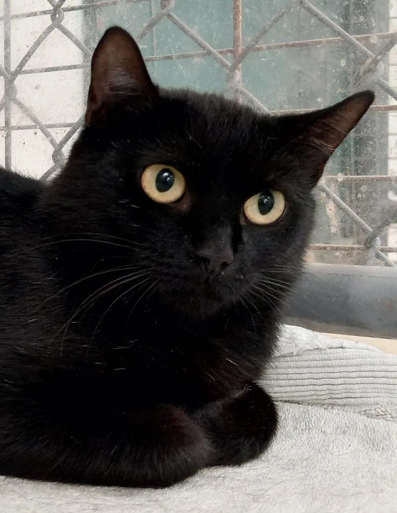 An adult medium-sized female Black Domestic Short Hair cat named Mysteria for adoption in Rehoboth, MA