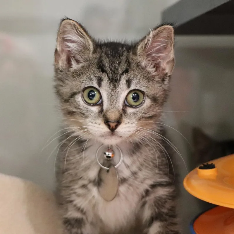 A baby small-sized female Domestic Short Hair cat named Hallie for adoption in Port Washington, NY
